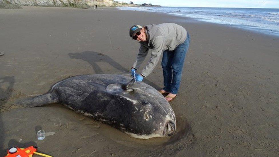 A hoodwinker sunfish washed up in California