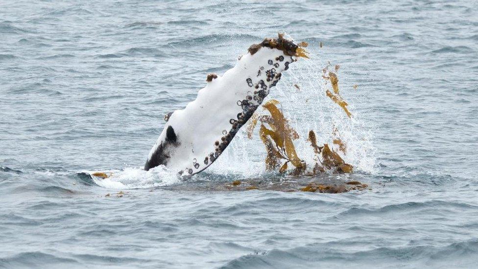 Humpback whale pectoral fin with seaweed draped over it.