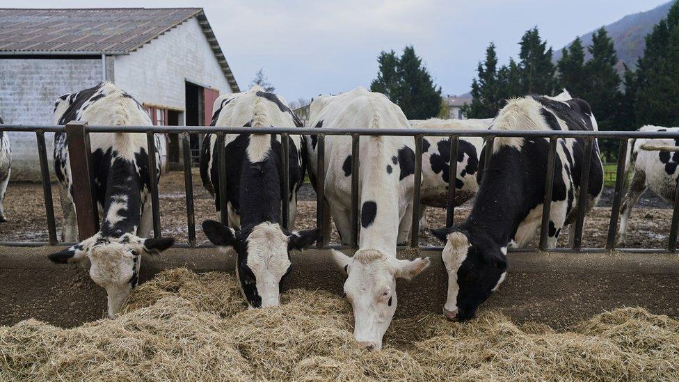 Cows eating