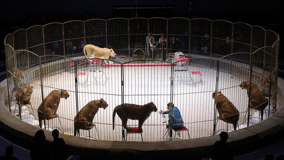 Nine lionesses sit on stools around a ring as they perform with their handler Vitaly Smolyanets