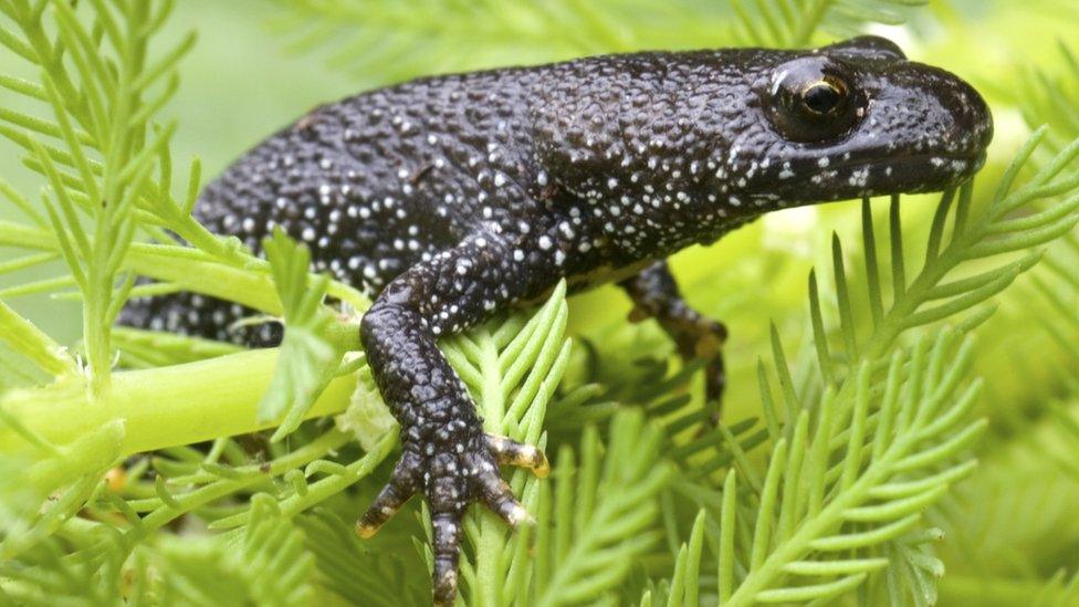 Great crested newt