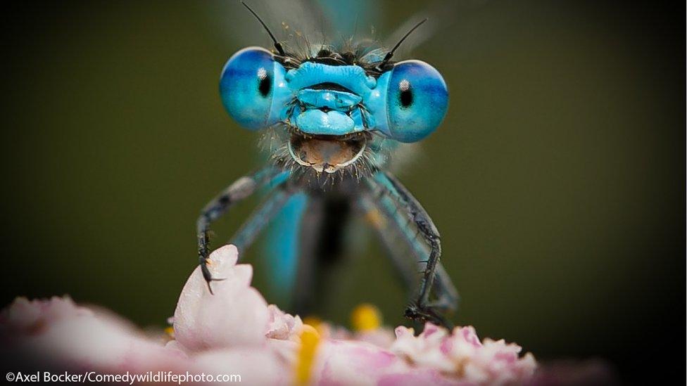 A blue dragonfly up close