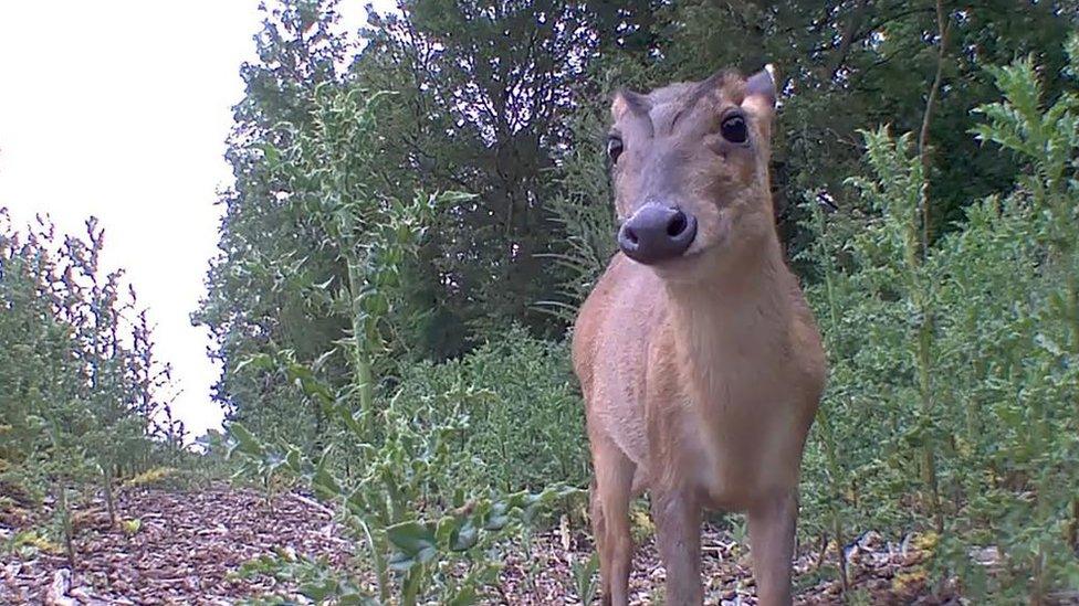 Deer with worried expression by LNER railway line