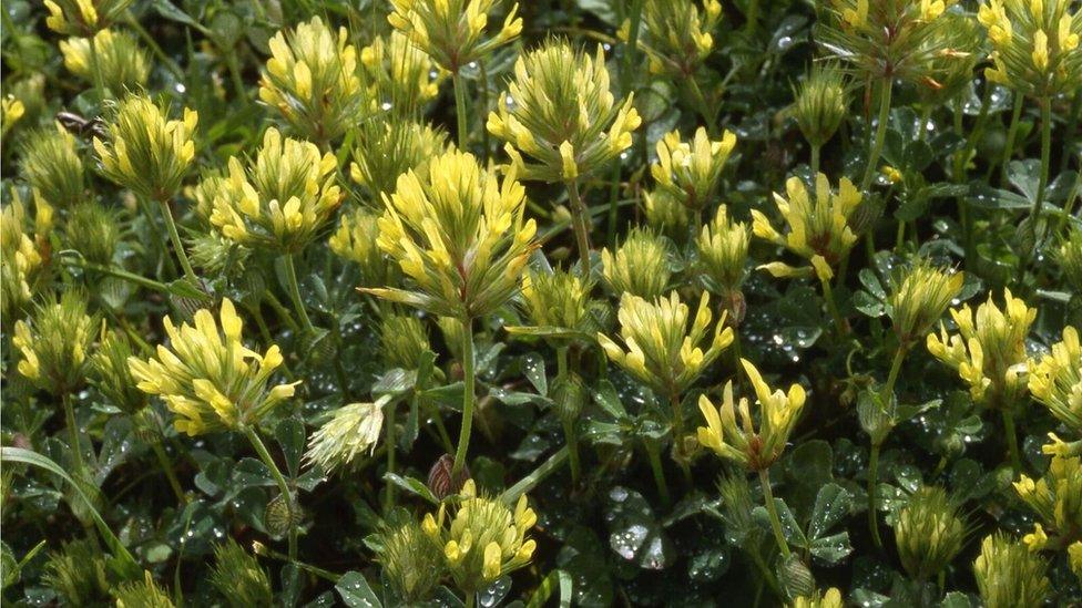 Sulphur clover