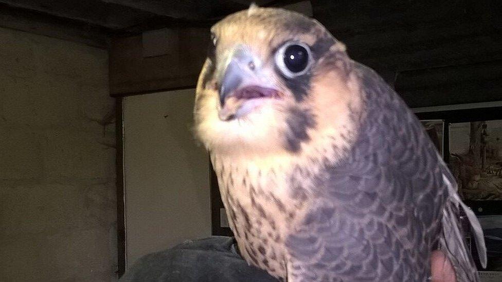 Raphael, peregrine back at Salisbury Cathedral