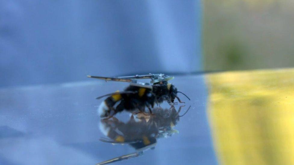 Two bees with transmitters on their backs