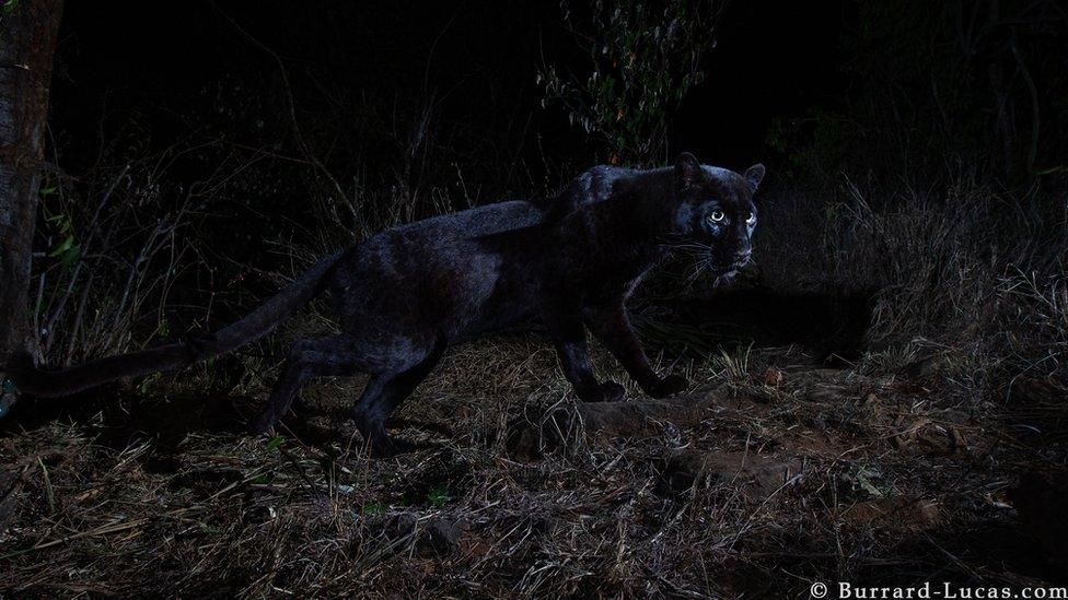 A black leopard captured in the wild