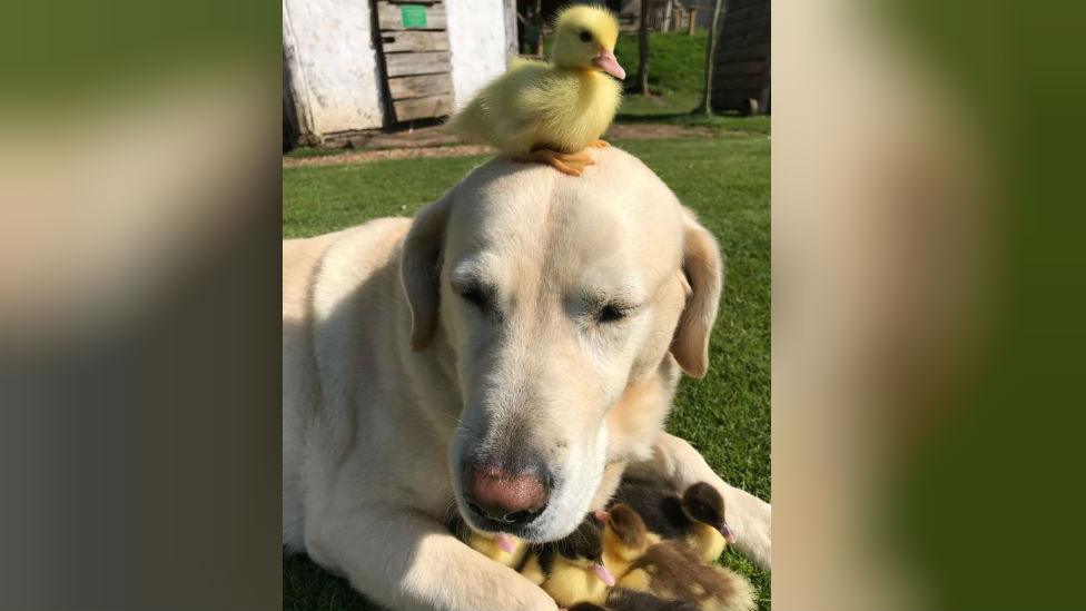 Fred the dog and ducklings