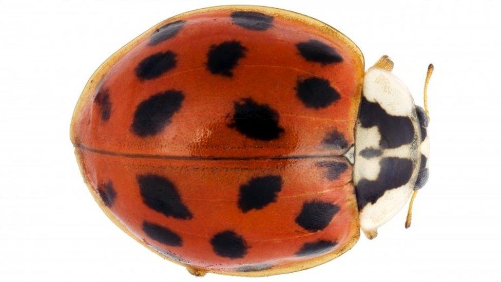 Harlequin ladybird