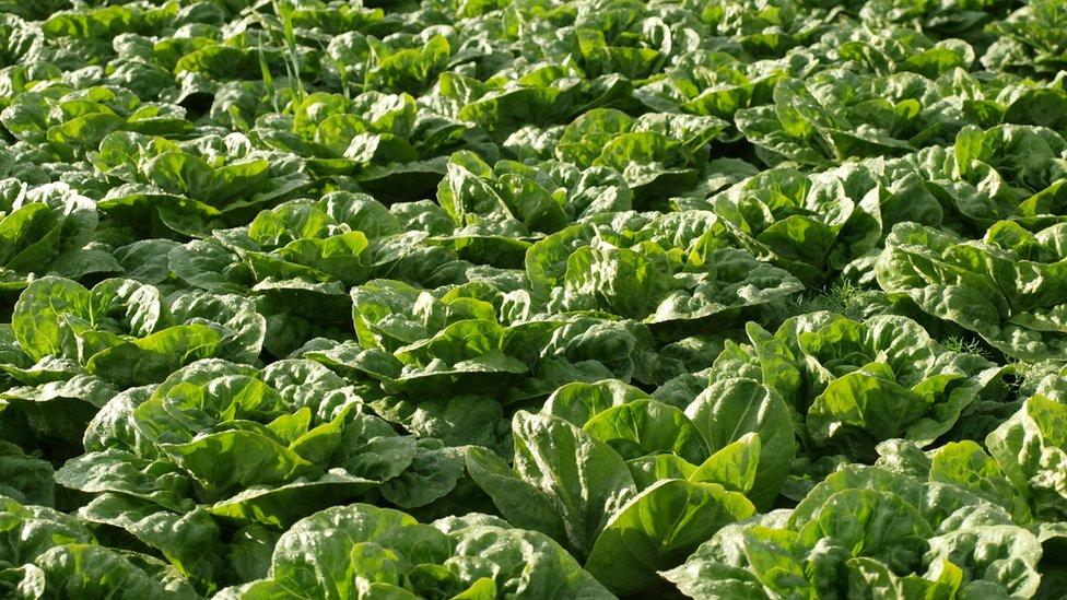 Lettuces in field