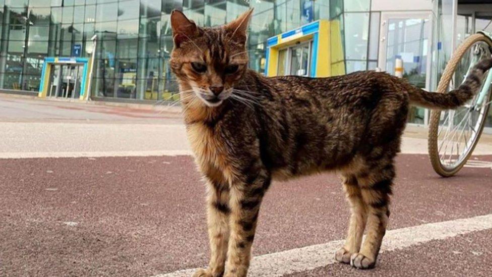 Paul Newman the Liverpool South Parkway station cat