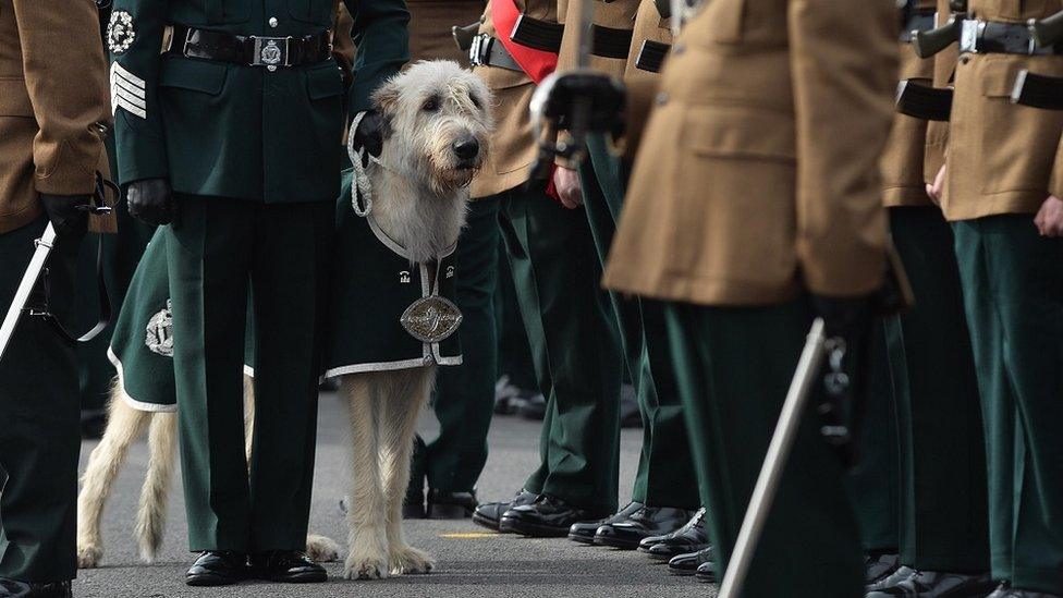 Irish wolfhound