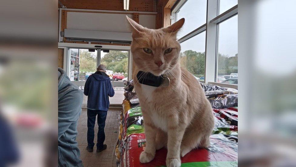 Lincoln in Tesco