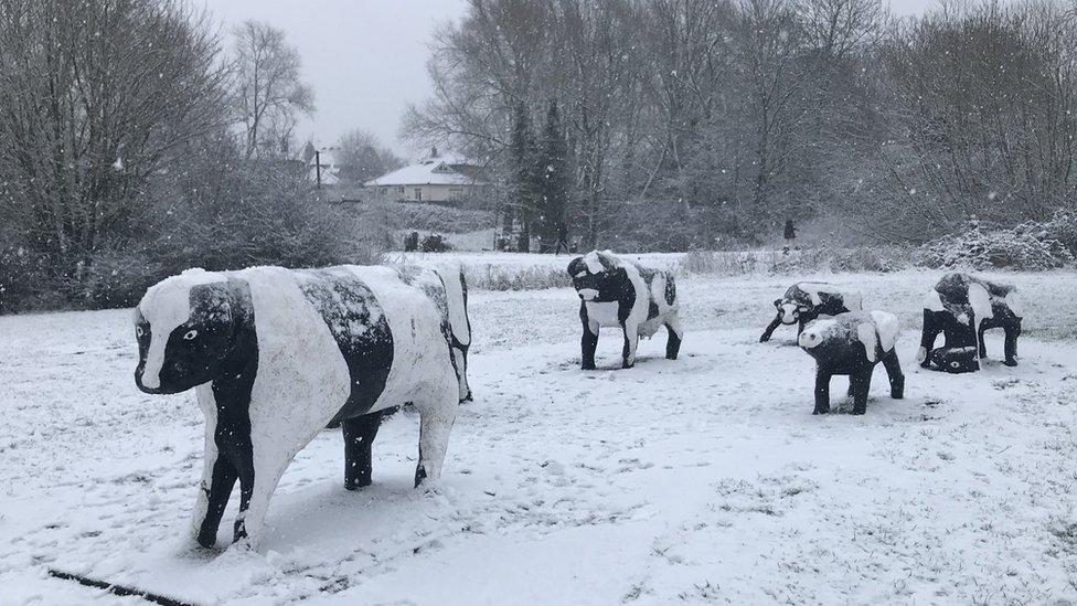 Concrete cows in snow