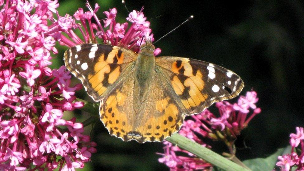 Painted lady butterfly