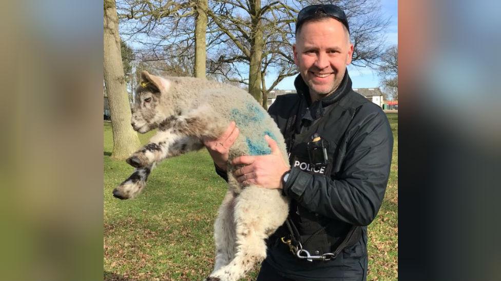 PC Dave Carter with a lamb