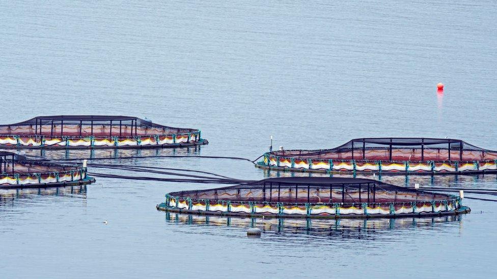 salmon farming