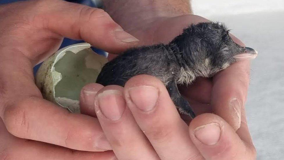 Baby penguin at The Deep