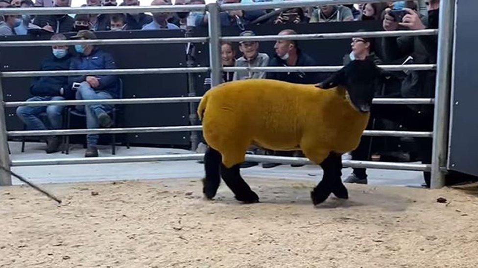 Suffolk ram at auction