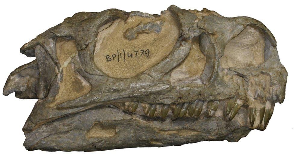 The-skull-of-the-newly-discovered-dinosaur-named-Ngwevu-intloko.