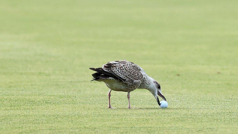 Seagull picks up golf ball.