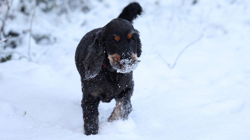 A puppy in the snow