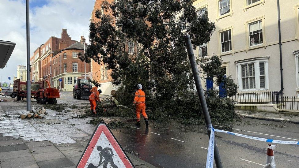 Fallen tree in the road