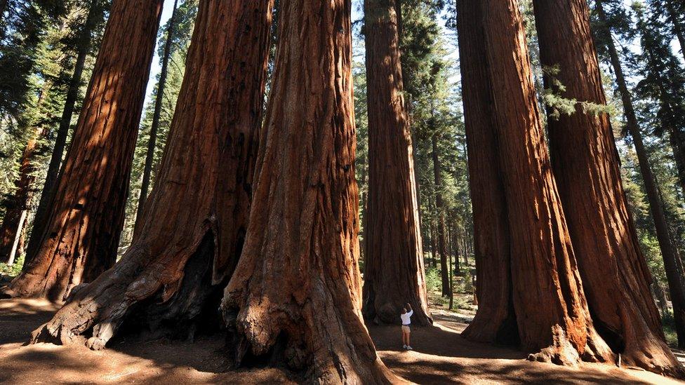 Sequoia trees.