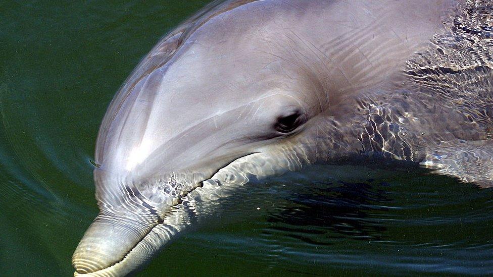 bottle-nosed-dolphin.