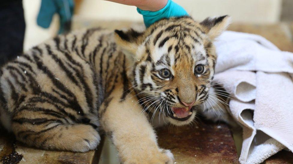 Male cub