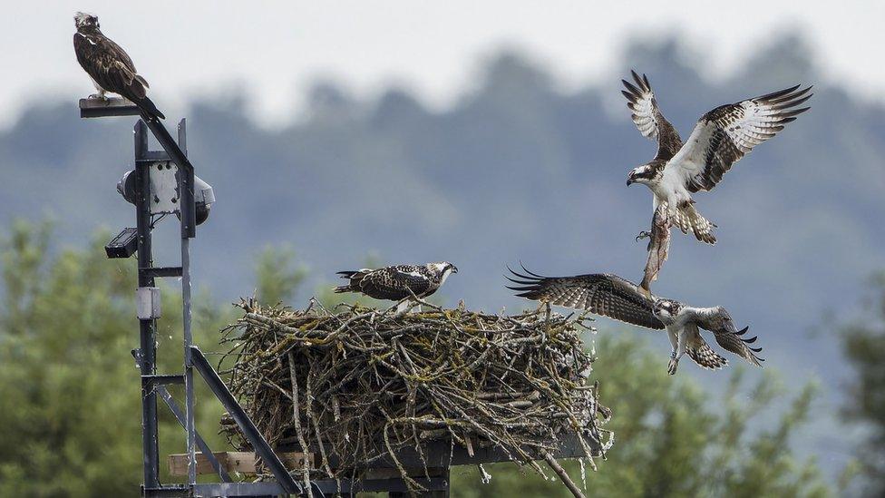 Ospreys