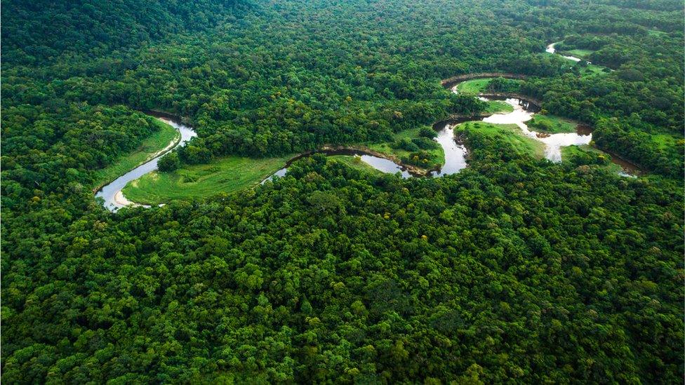 The Atlantic Forest is a South American forest that extends along the Atlantic coast of Brazil and inland as far as Paraguay and Argentina