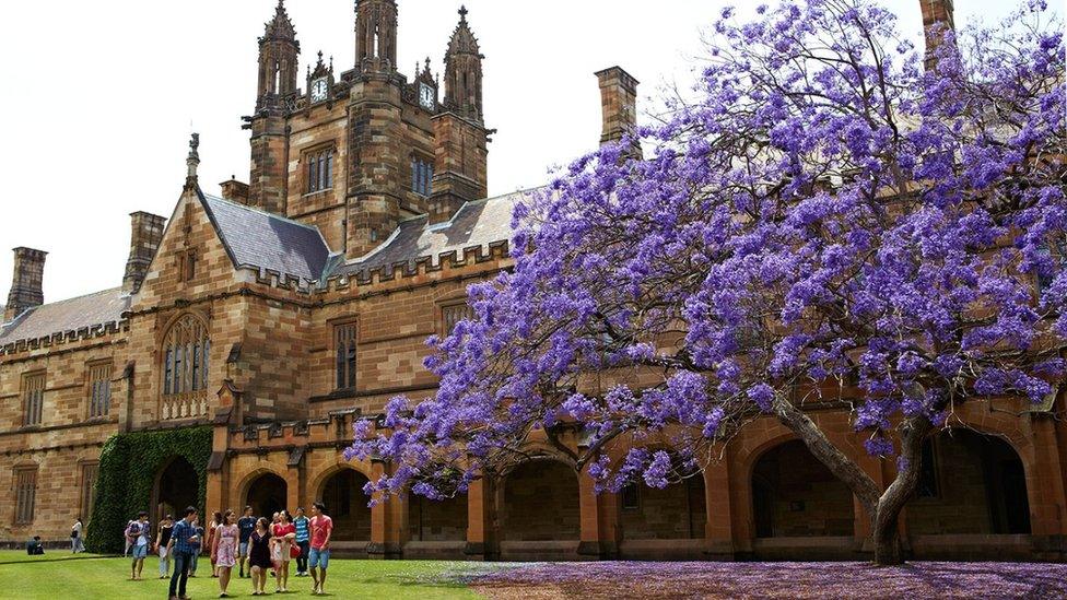 The jacaranda tree has been a fixture of the University of Sydney since 1928 (31 Oct 2016)