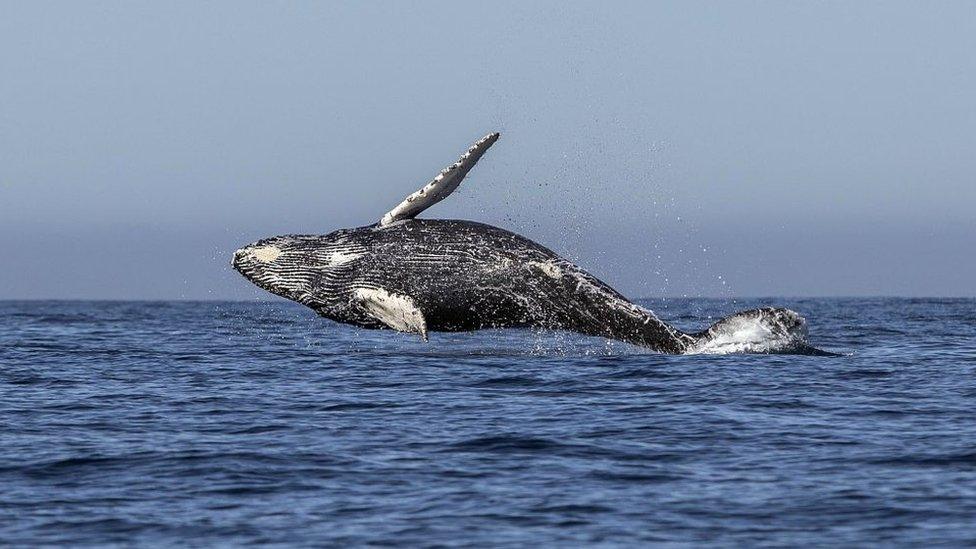 humpback-whale.