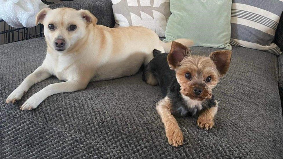 Sara's dogs Ghost (L) and Bentley (R)