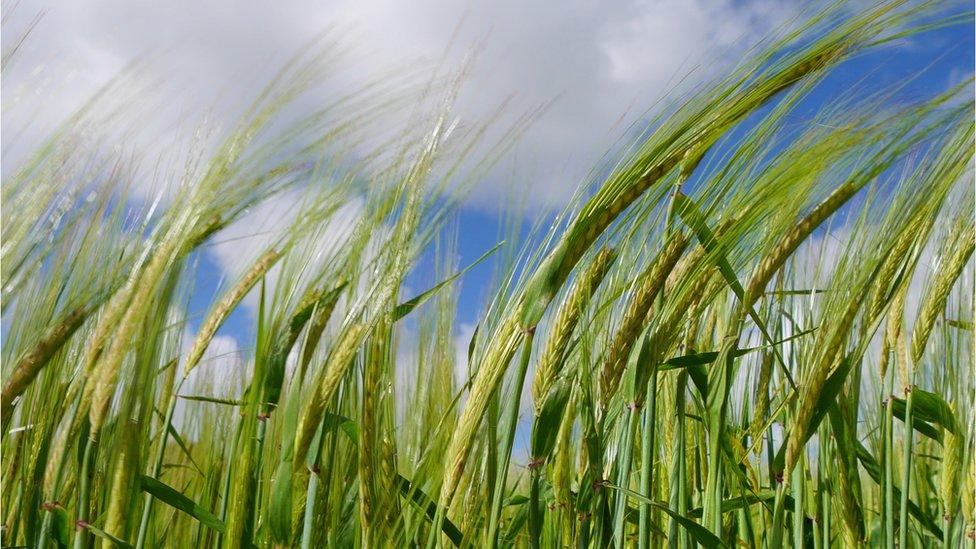 Barley field