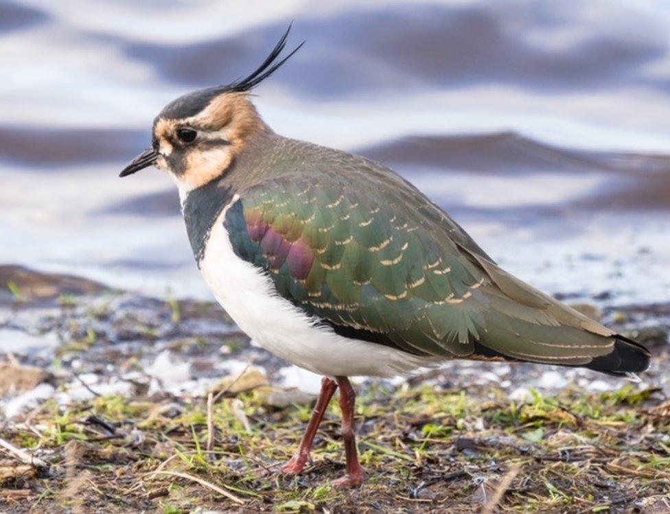 Close up of a lapwing bird