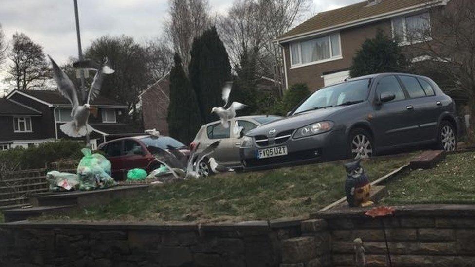 A picture of seagulls ripping apart bags