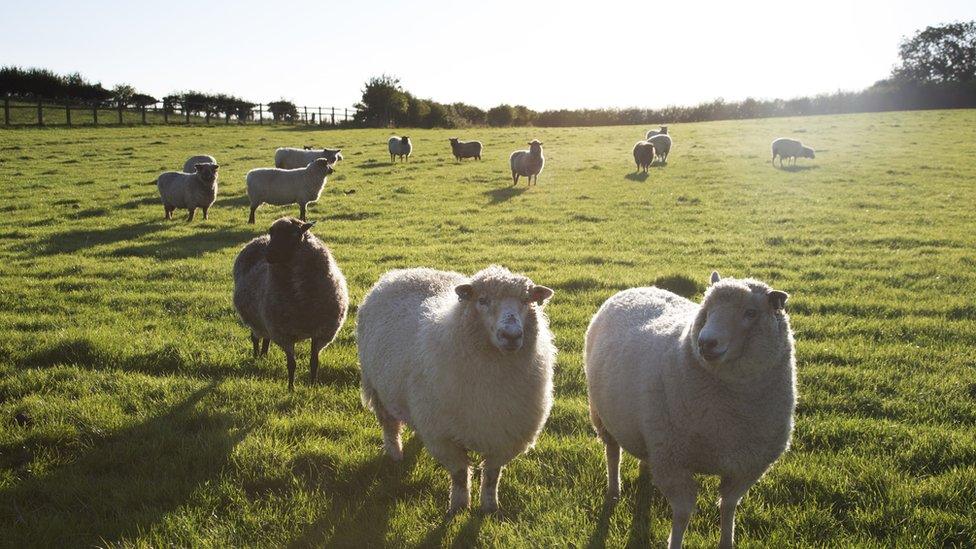 Sheep in a field