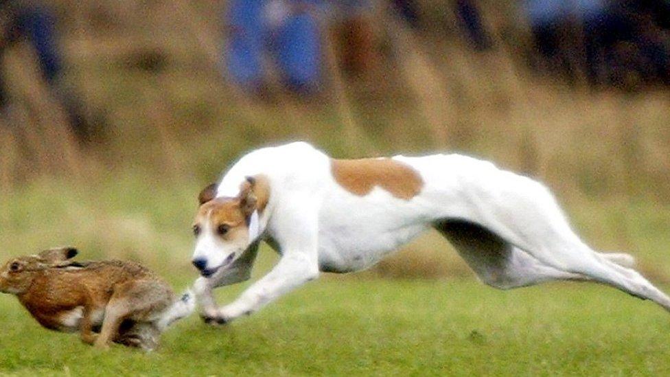 Hare coursing (stock image)