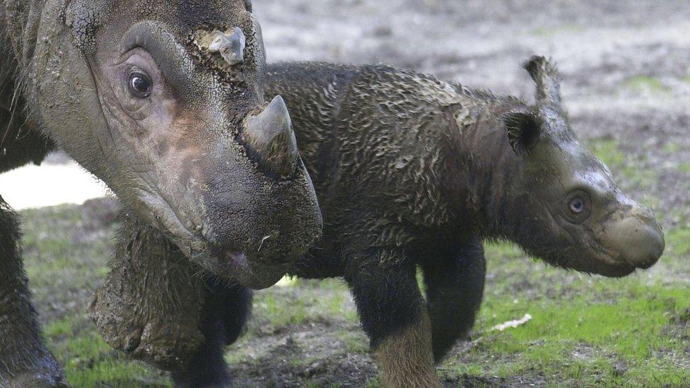 A baby Sumatran rhino with mum