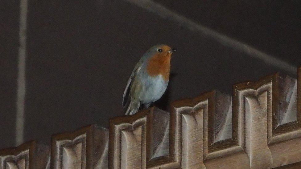 Robin in Liverpool Cathedral