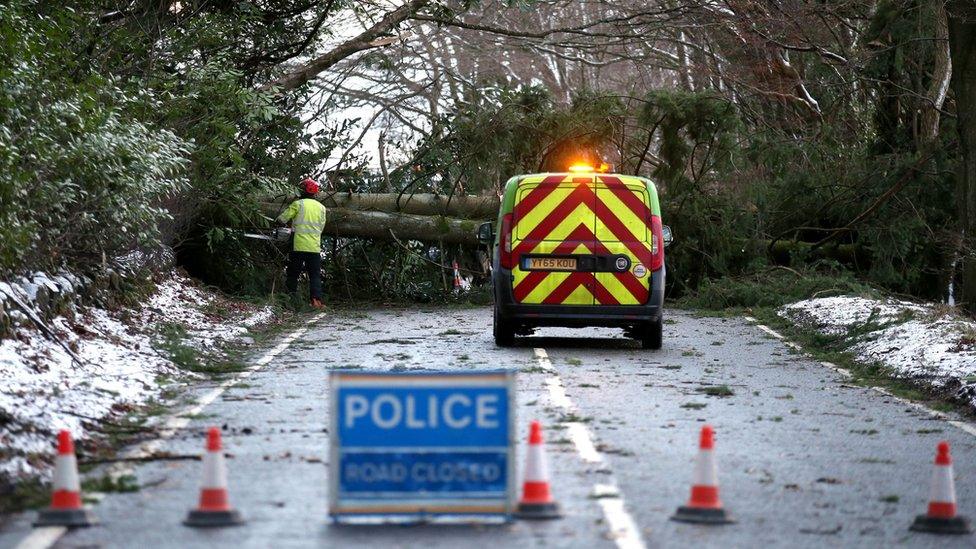 Fallen tree at Yetts O'Muckhart, Clackmannanshire