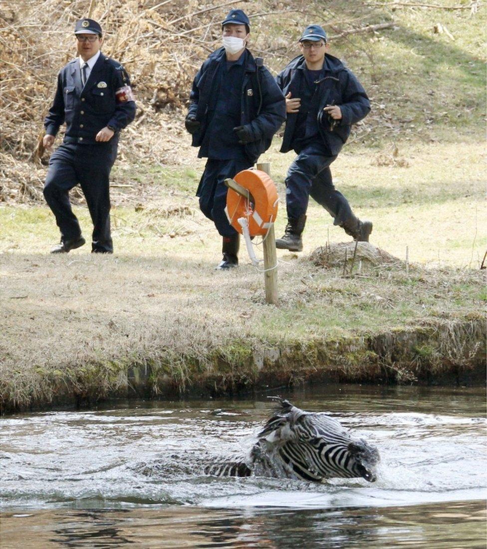 A zebra struggles in a lake after it was shot with a tranquilizer dart and ran into the lake on a golf course in Toki, Gifu prefecture, central Japan Wednesday, 23 March 2016.