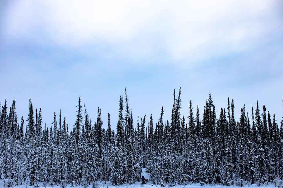 Snowy scene from Alaska