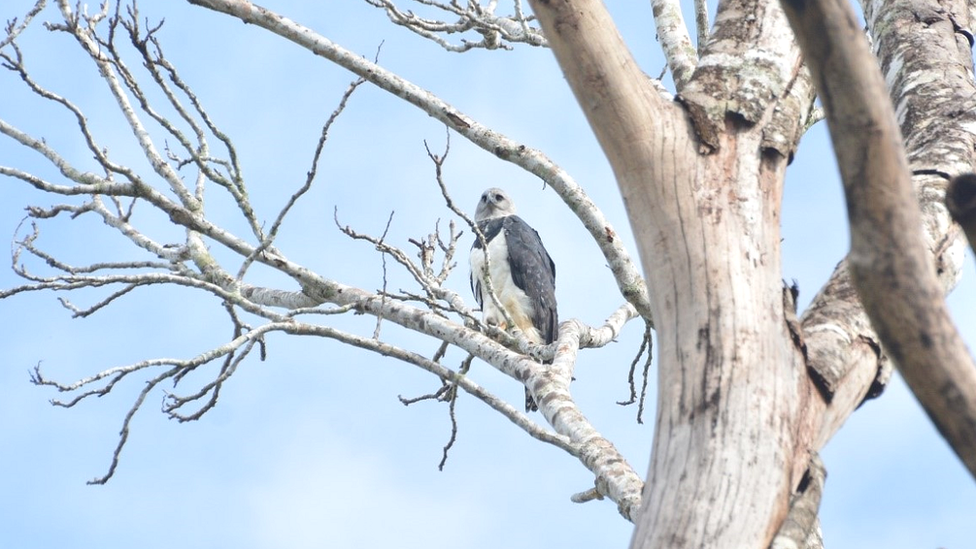 Harpy Eagle perched, southern Amazon Forest, Brazil