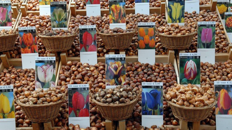 Tulip bulbs