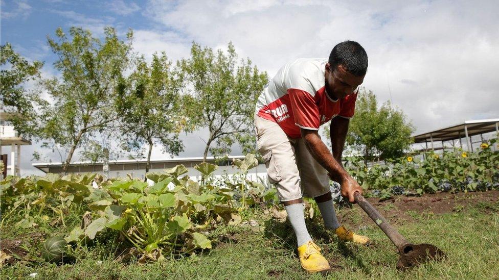 An inmates works in the vegetable garden at Punta de Rieles