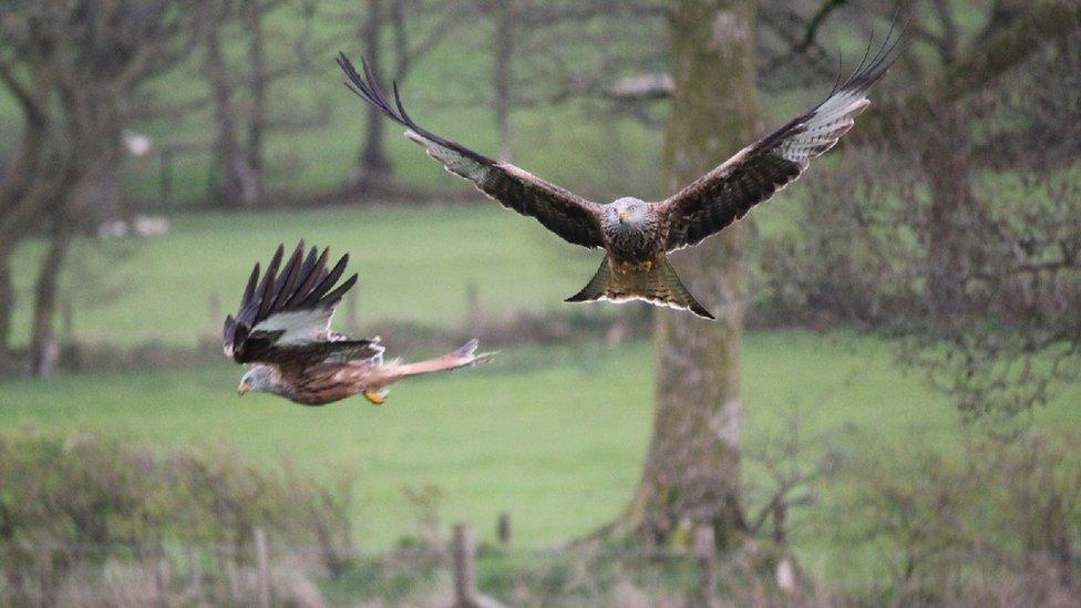 Red Kites