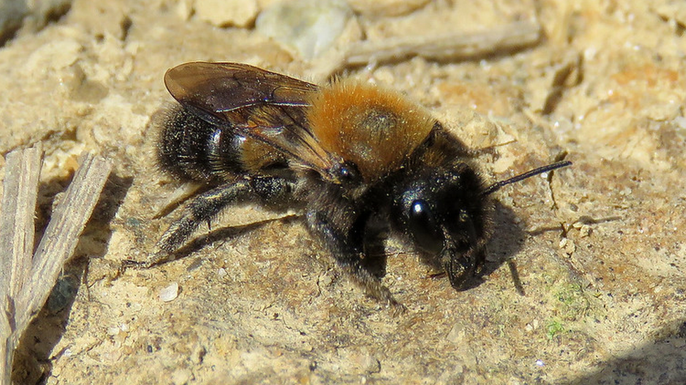 Cliff Mason Bee